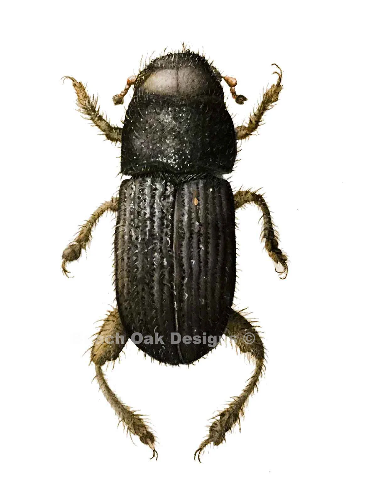 Pine Beetle copy.jpg