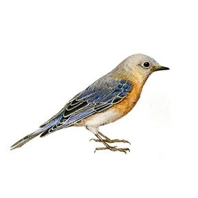 blubird.jpg