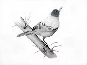 Lucas, Bird.jpg
