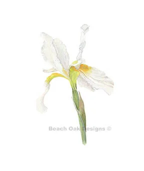 white Iris.jpg