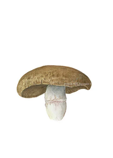 shroom-2.jpg