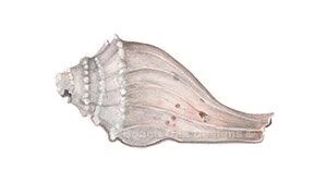 shell.jpg
