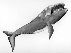 whale color.jpg