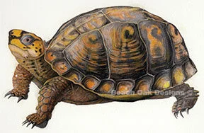 turtle.jpg