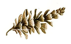 pinecone.jpg