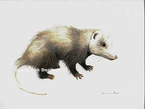 opossum.jpg