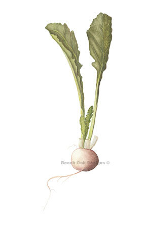turnip.jpg
