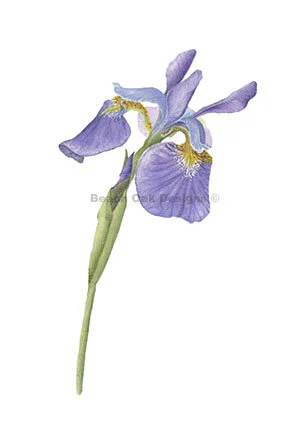 purple wild Iris copy.jpg