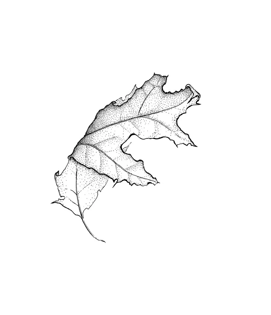 Natural History Specimens in Ink