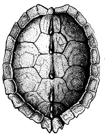 ink turtles 1.jpg