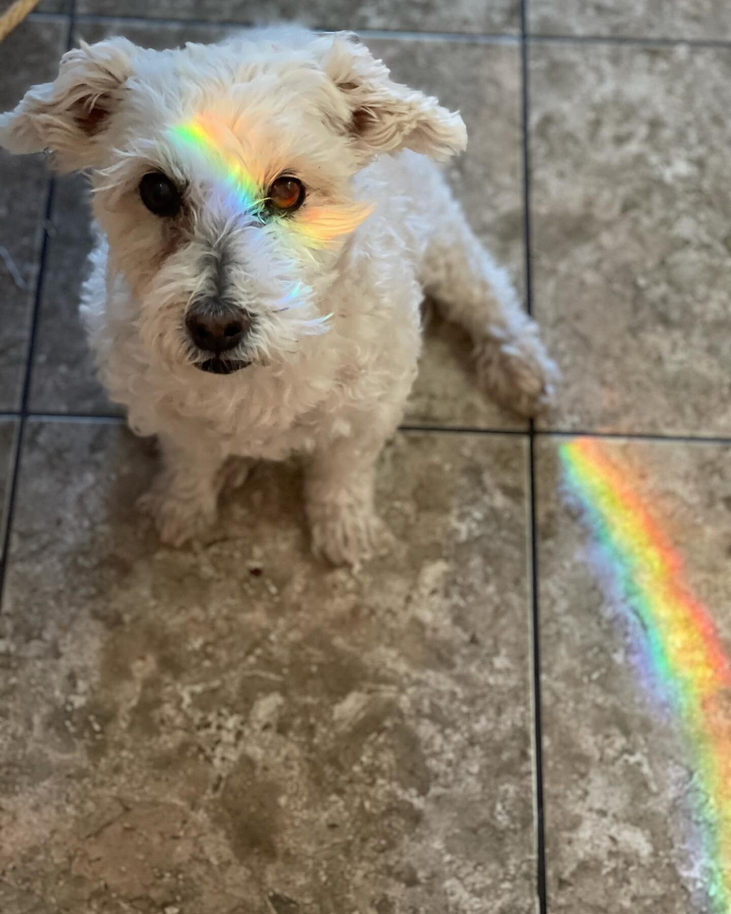 Our sweetheart reflecting the rainbow light.