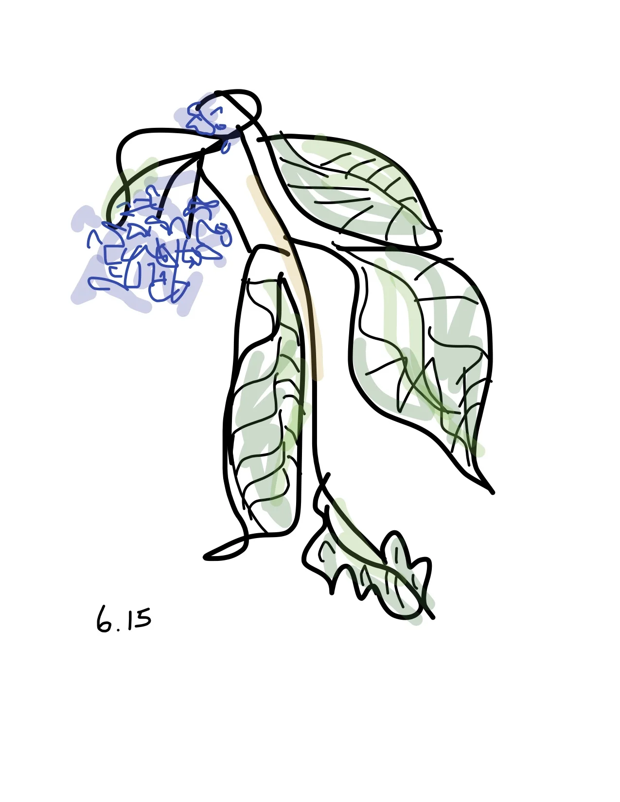 Hydrangeas - June 15.jpg