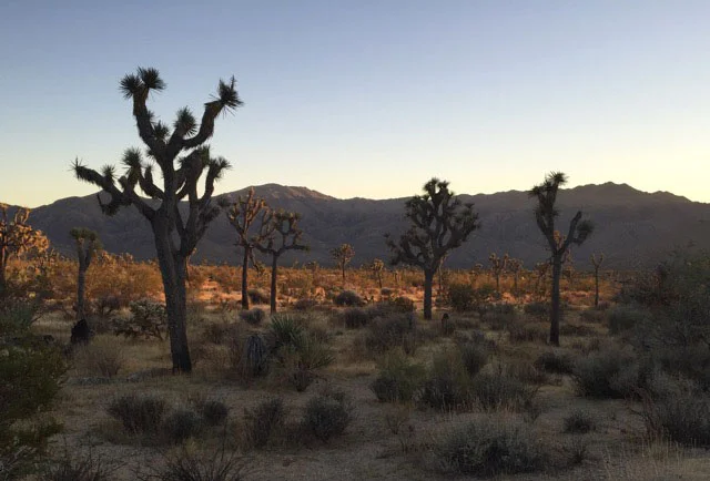 The end of the Lost Horse Mine Loop lets out in a wash full of beautiful Joshua Trees. Photo by Lindsay Hollinger.