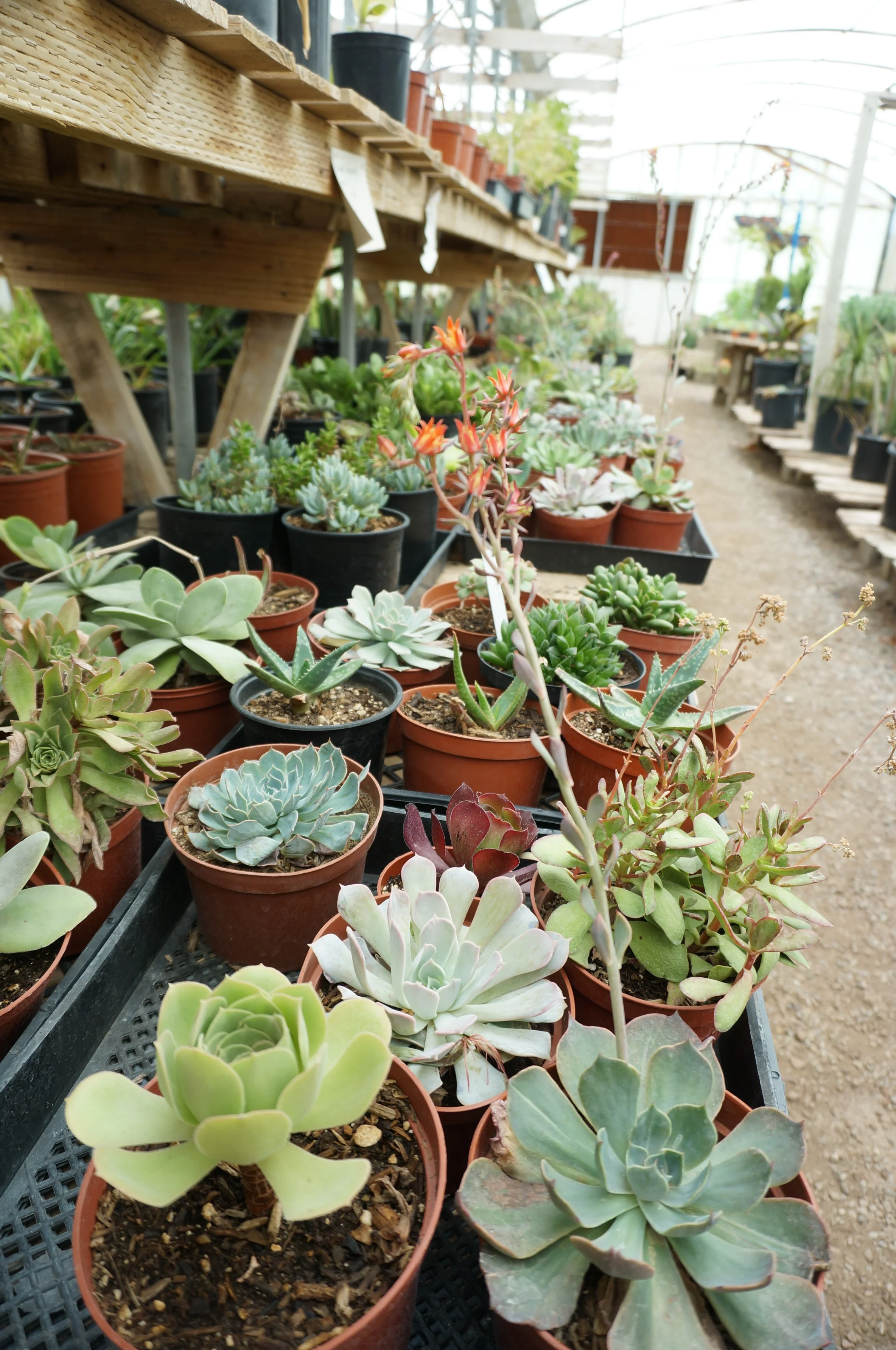 It's not all cactus, there's succulents too! 