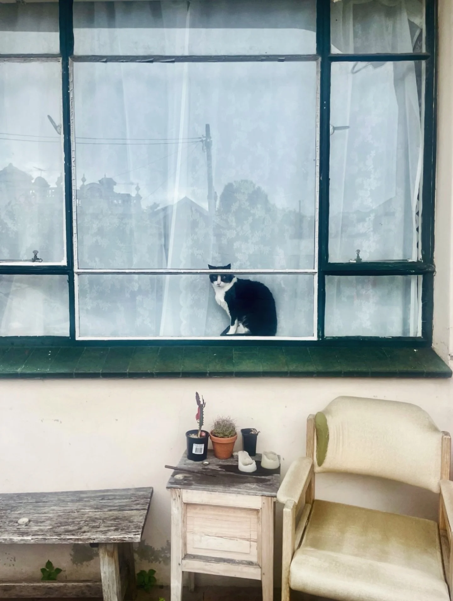 You could walk past this and miss it, but the cat&rsquo;s already watching.

A quiet moment in Carlton North, where reflections and street life fold into one frame.

#melbournestreets
#urbanmoments
#hiddennorth 
#streetphotographymelbourne
#melbourne