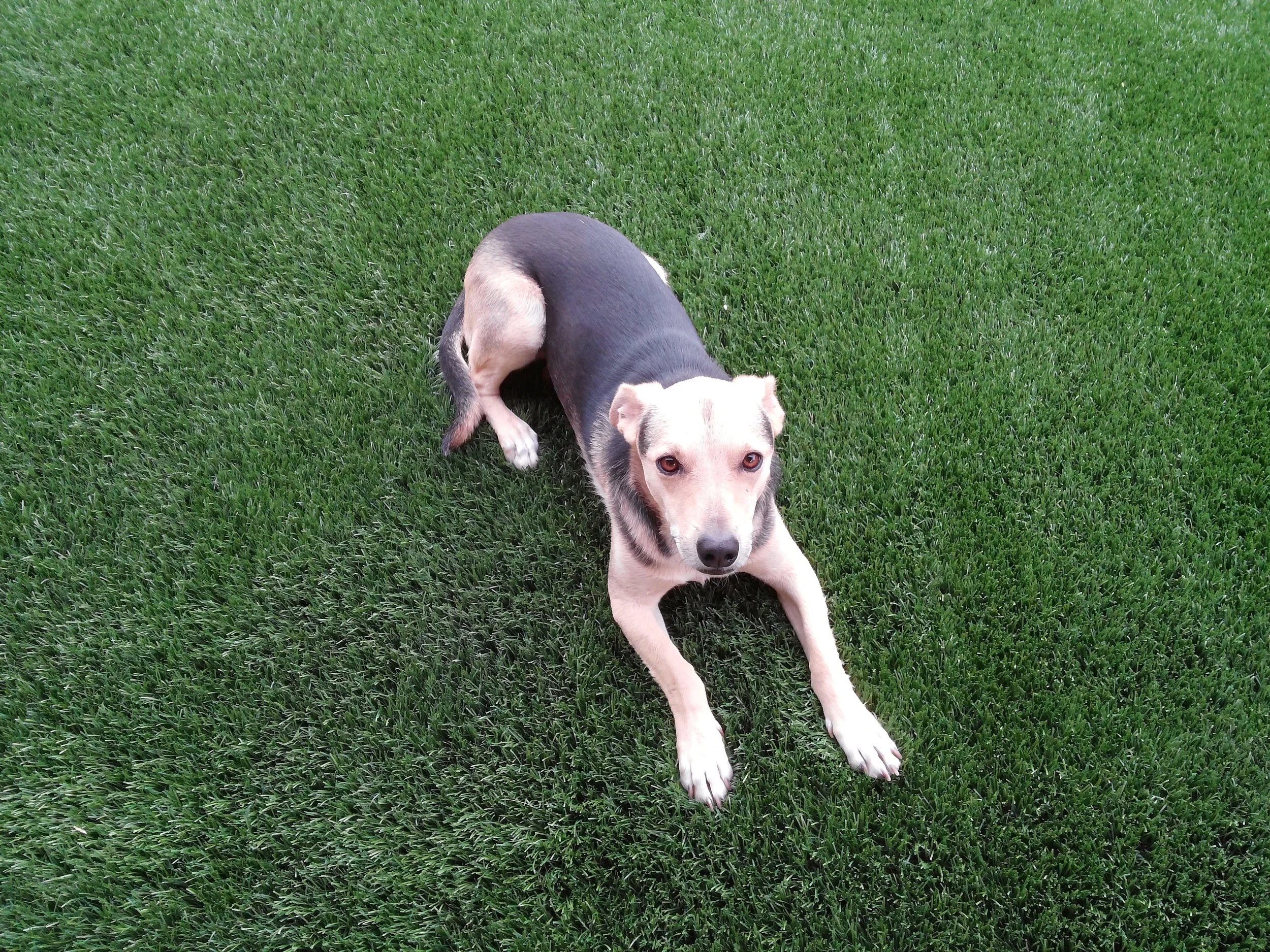 GUINNESS ON TURF.jpg