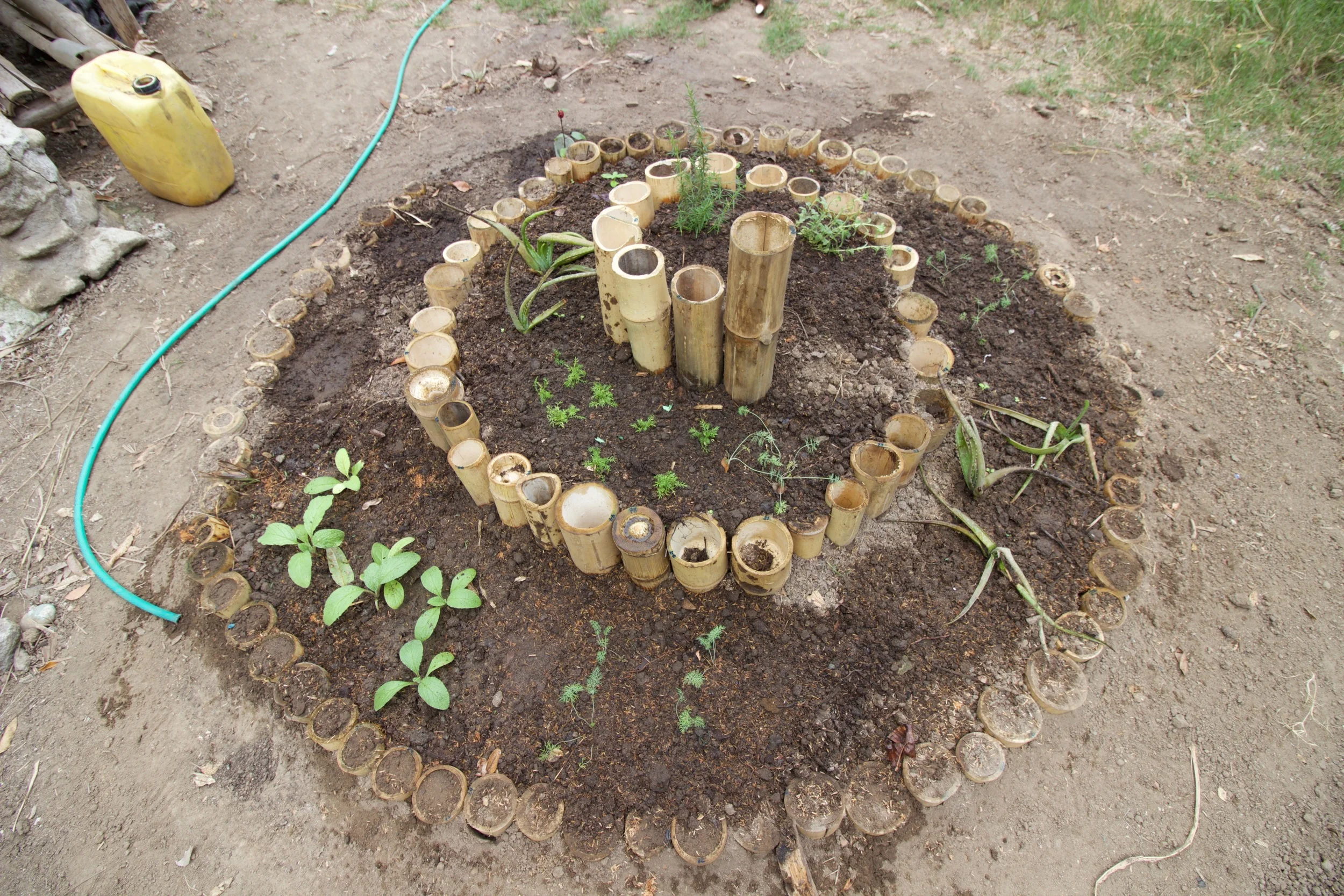 .... In our spiral we planted rosemary, aloe vera, basil, jamaica and more. .. EN NUESTRA ESPIRAL SEMBRAMOS ROMERO, ALOE VERA, ALBHACA, JAMAICA Y MÁS. ....