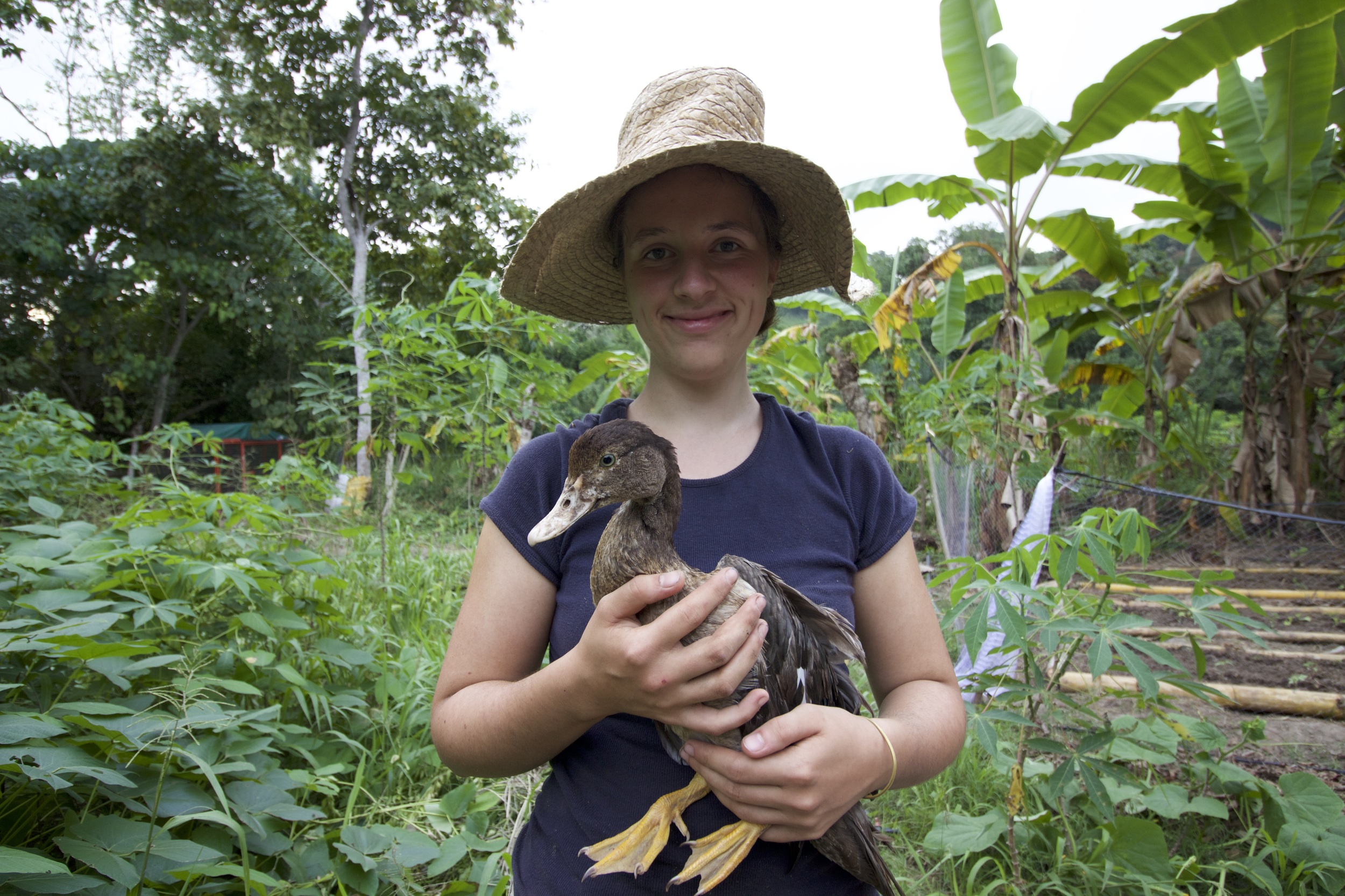 .... Celine, our sustainability intern, cradles one of our ducks on a cloudy afternoon in the garden. At the time this photo was taken, the garden only had 3 vegetable beds. Today, we have seven beds and are working on adding three more! .. CELINE, NUESTRa INTERNa DE SUSTENTABILIDAD, ACUÑA UNO DE NUESTRoS PATITos EN una tarde NUBlada EN EL JARDÍN. EN EL MOMENTO EN QUE ESTA FOTO FUE TOMADA, EL JARDÍN SÓLO TENÍA 3 CAMAS DE VEGETALES; HOY, ya tenemos cubierta el area CON camas DE vegetales, HORTALIZAS Y UN ARBOL ESPECIAL QUE USTED PUEDE INVESTIGAR: EL “BACAO”. ....