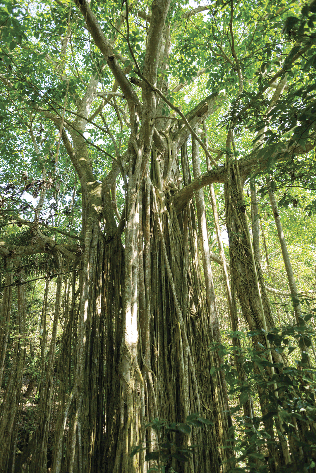 arbol-gigante.png