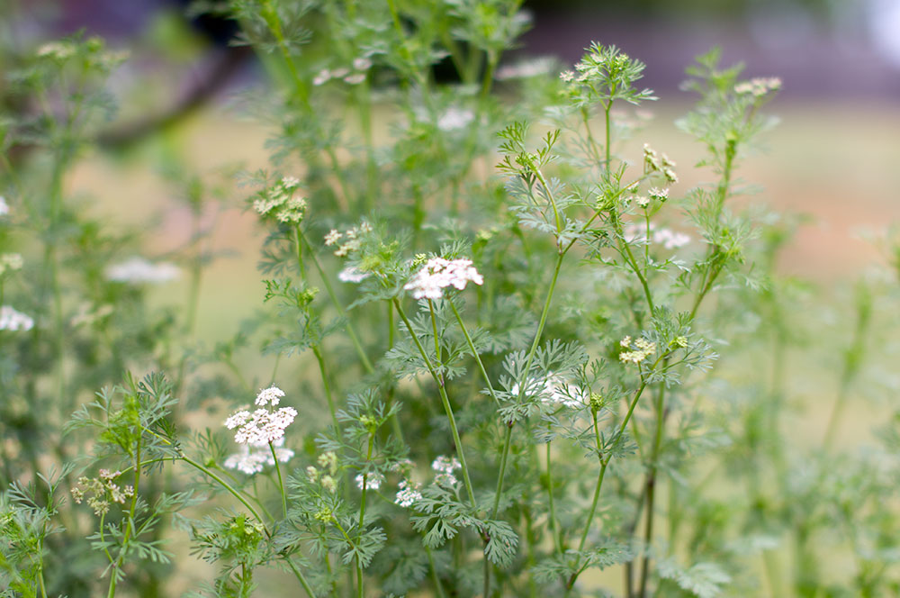 Going to seed