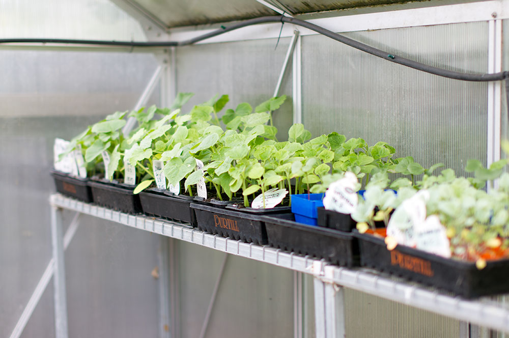 The greenhouse