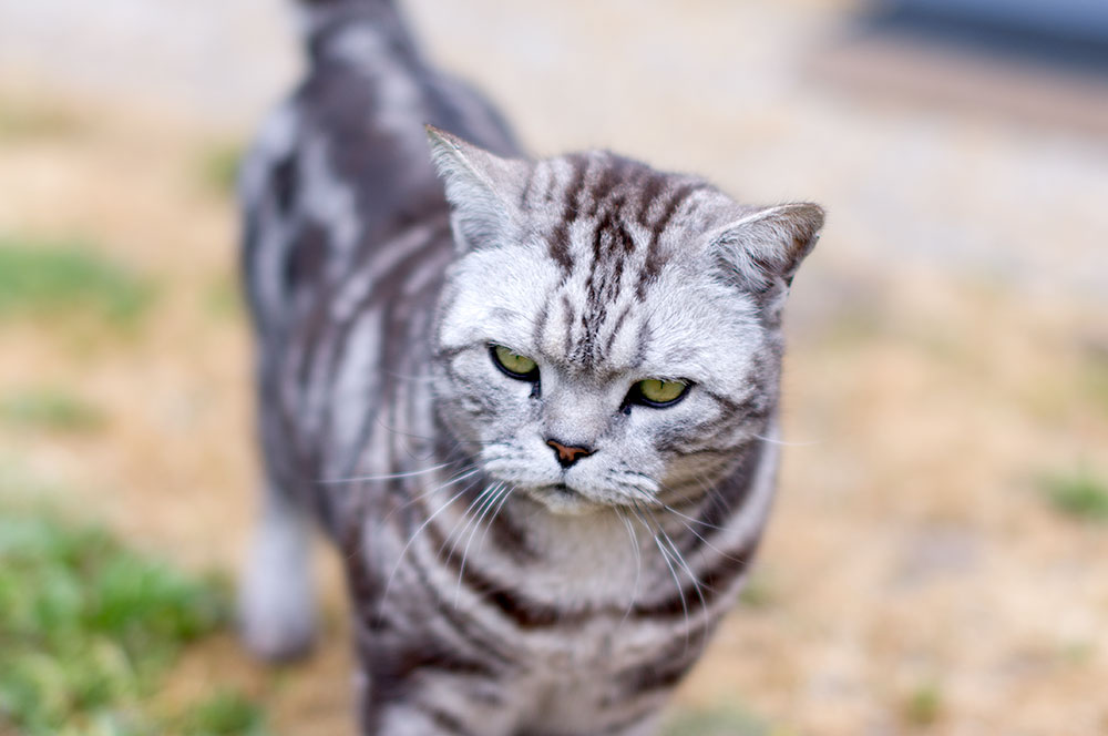Annie's other adorable cat, Fenn