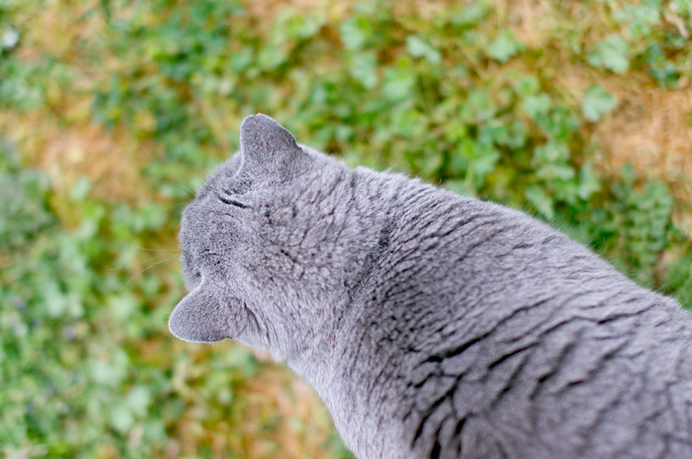 One of Annie's adorable cats, a British Shorthair called Kitten