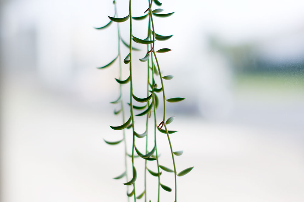 Fabulous succulent hanging all the way down the front window. Photo by Susan Fitzgerald.