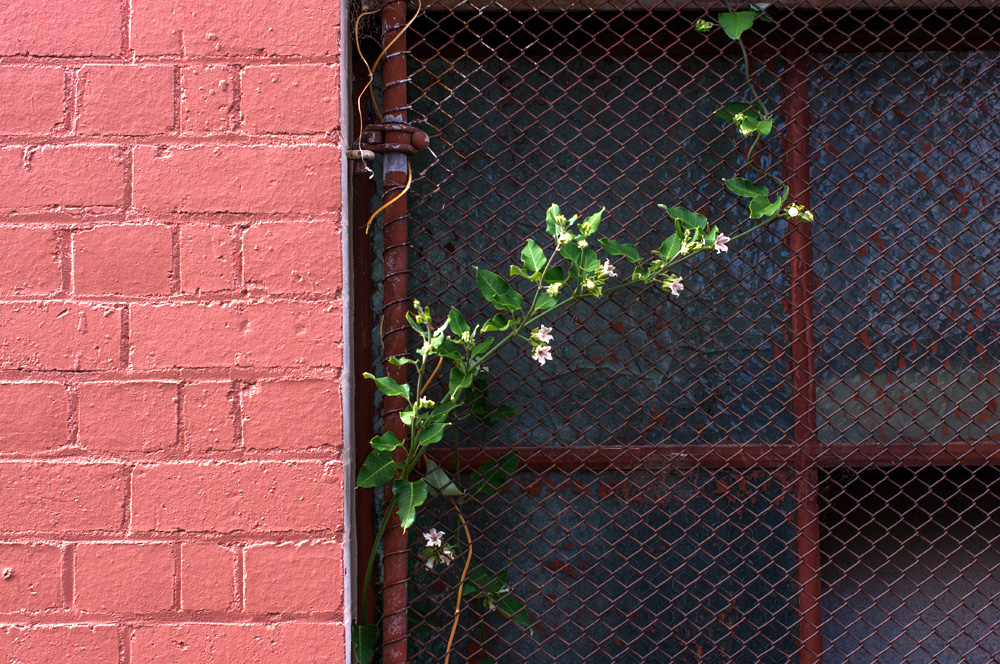Photo by Susan Fitzgerald.