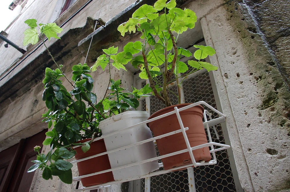 More pot plants in Croatia