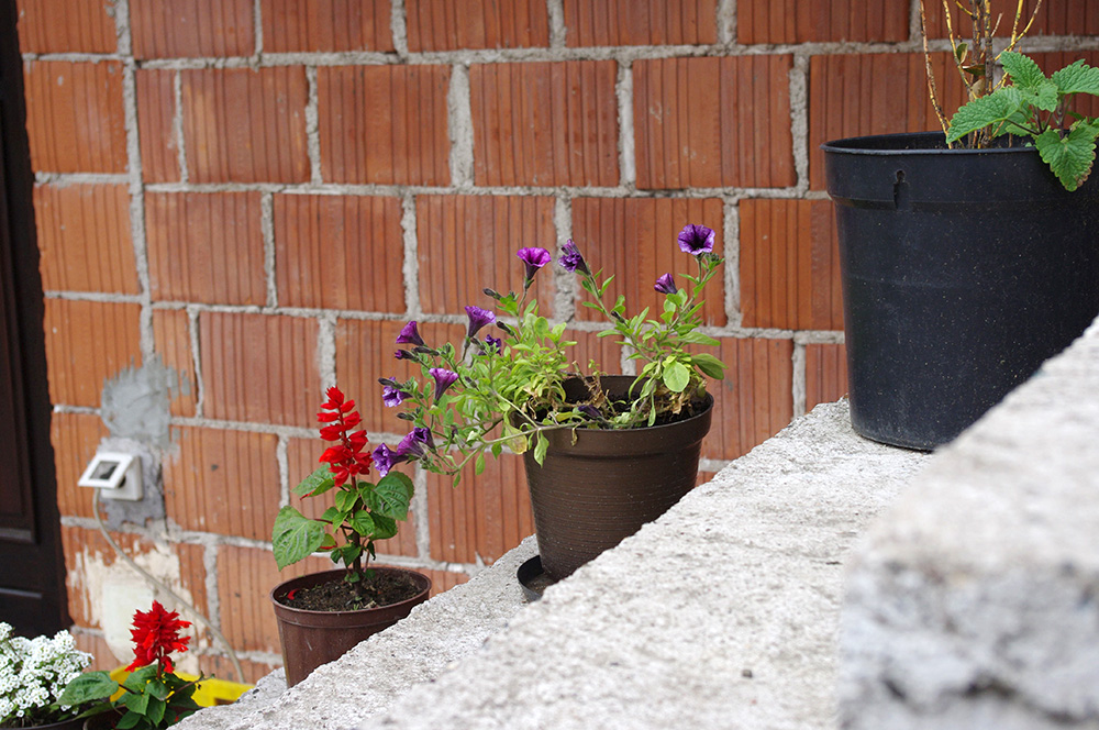 Plants on steps, Bosnia