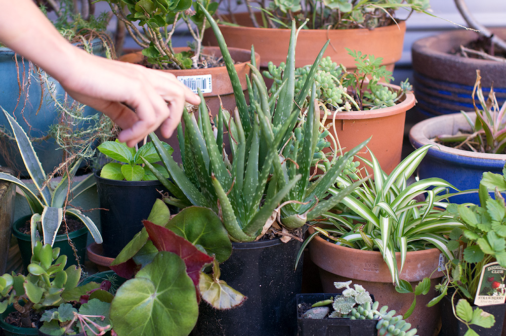 What a green thumb! Esther's garden has so many succulents and other plants, many of which she's propagated herself.