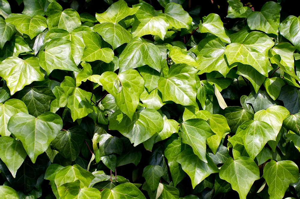 Ivy is so popular in Japan!