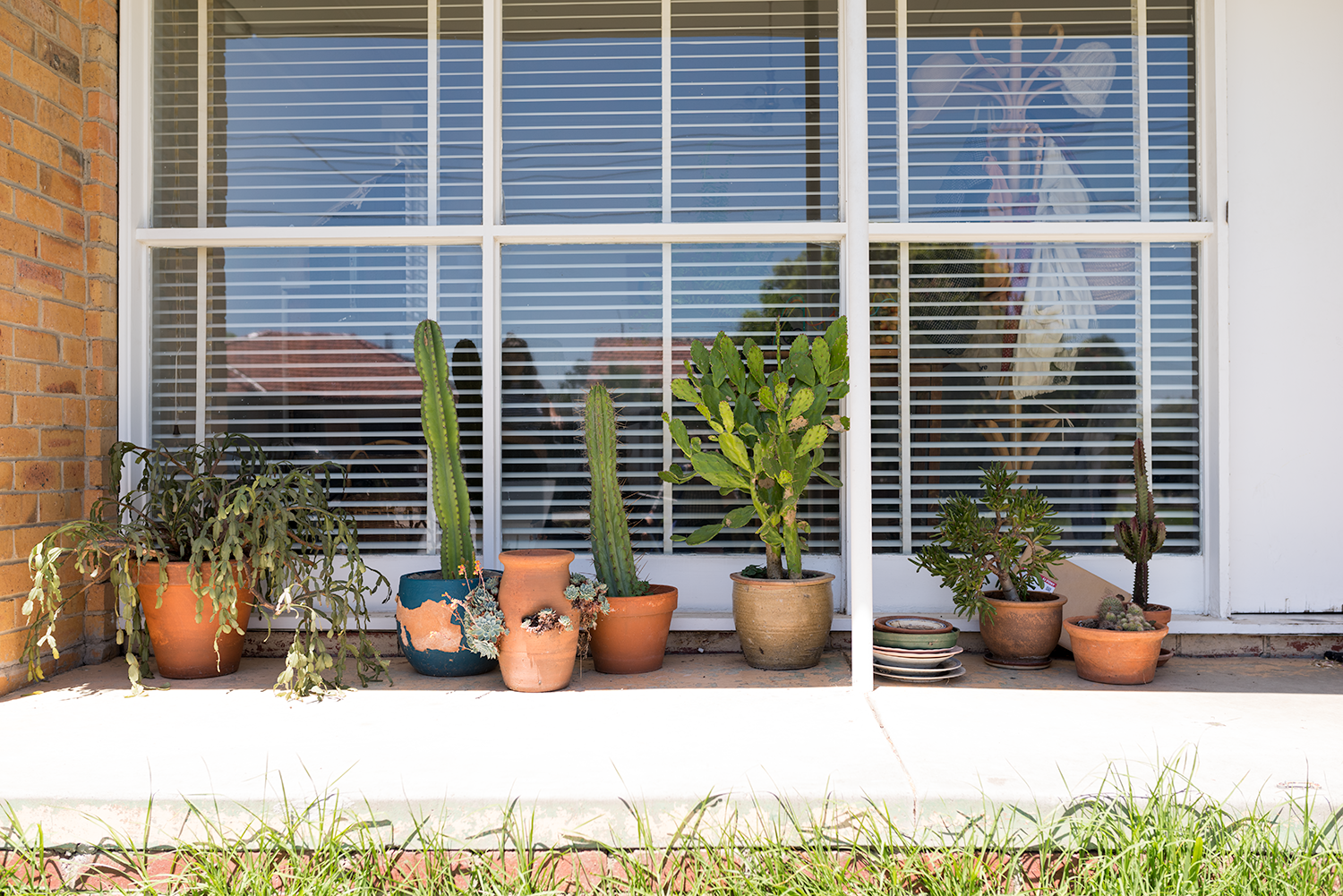 Some of Aliça's succulents. Photo © Susan Fitzgerald 2017.