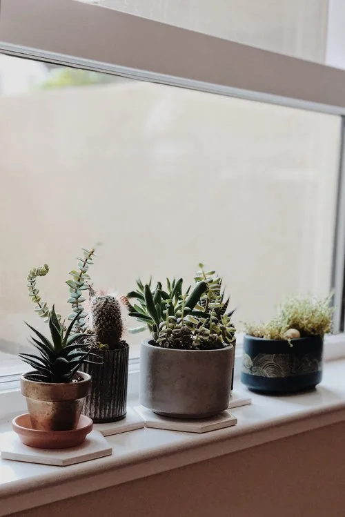 G I F T G U I D E 1 7 | For The Plant Lover