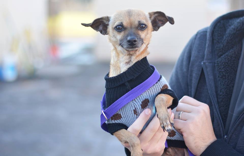 One of the wonderful faces saved and in a forever home. 