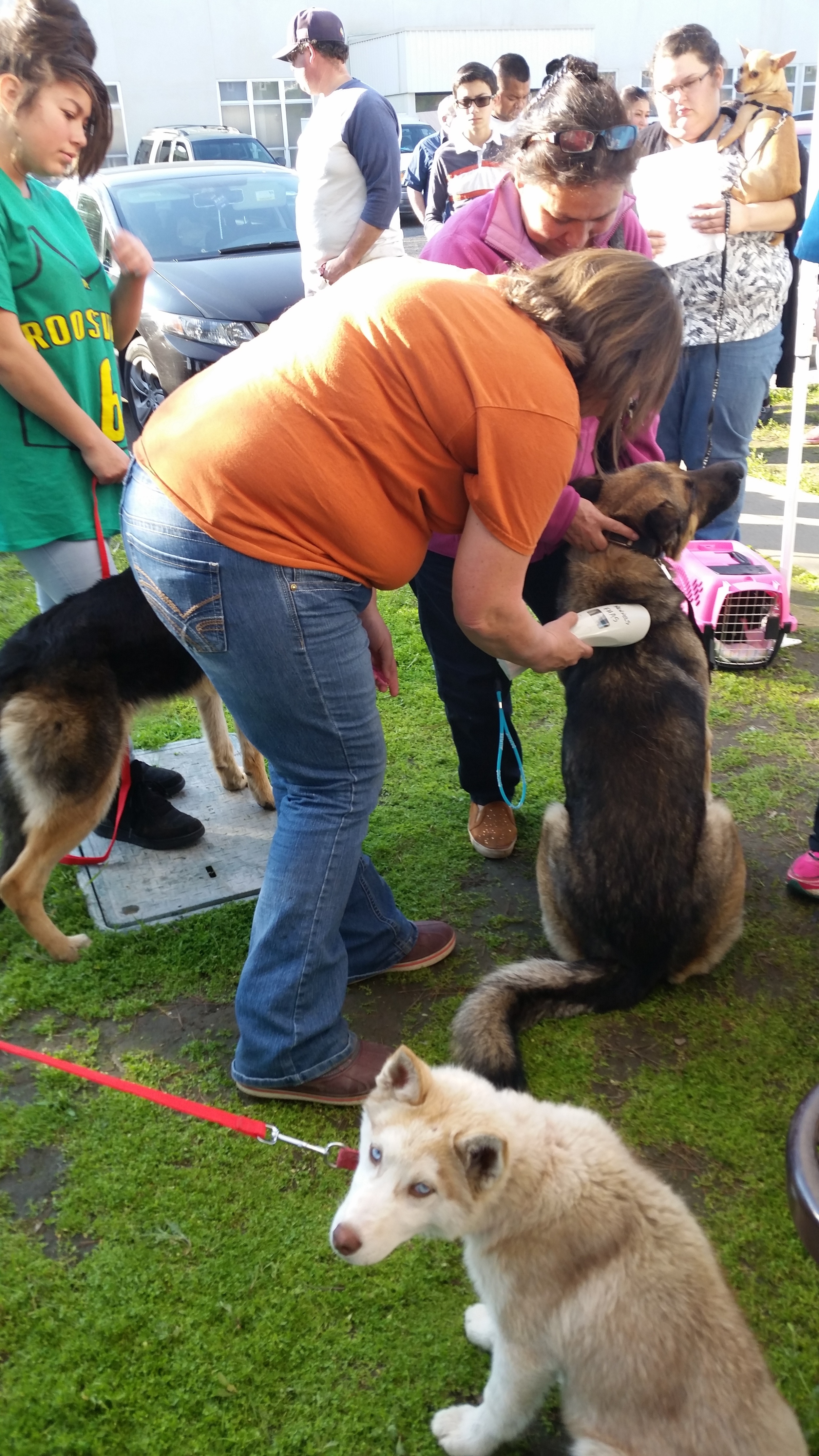 Brenda is scanning the dog for a microchip.