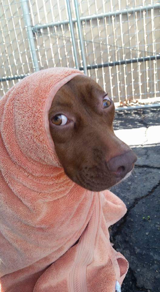 Foster asked us to make sure she got a bath before getting fixed. This was Callie drying off. 