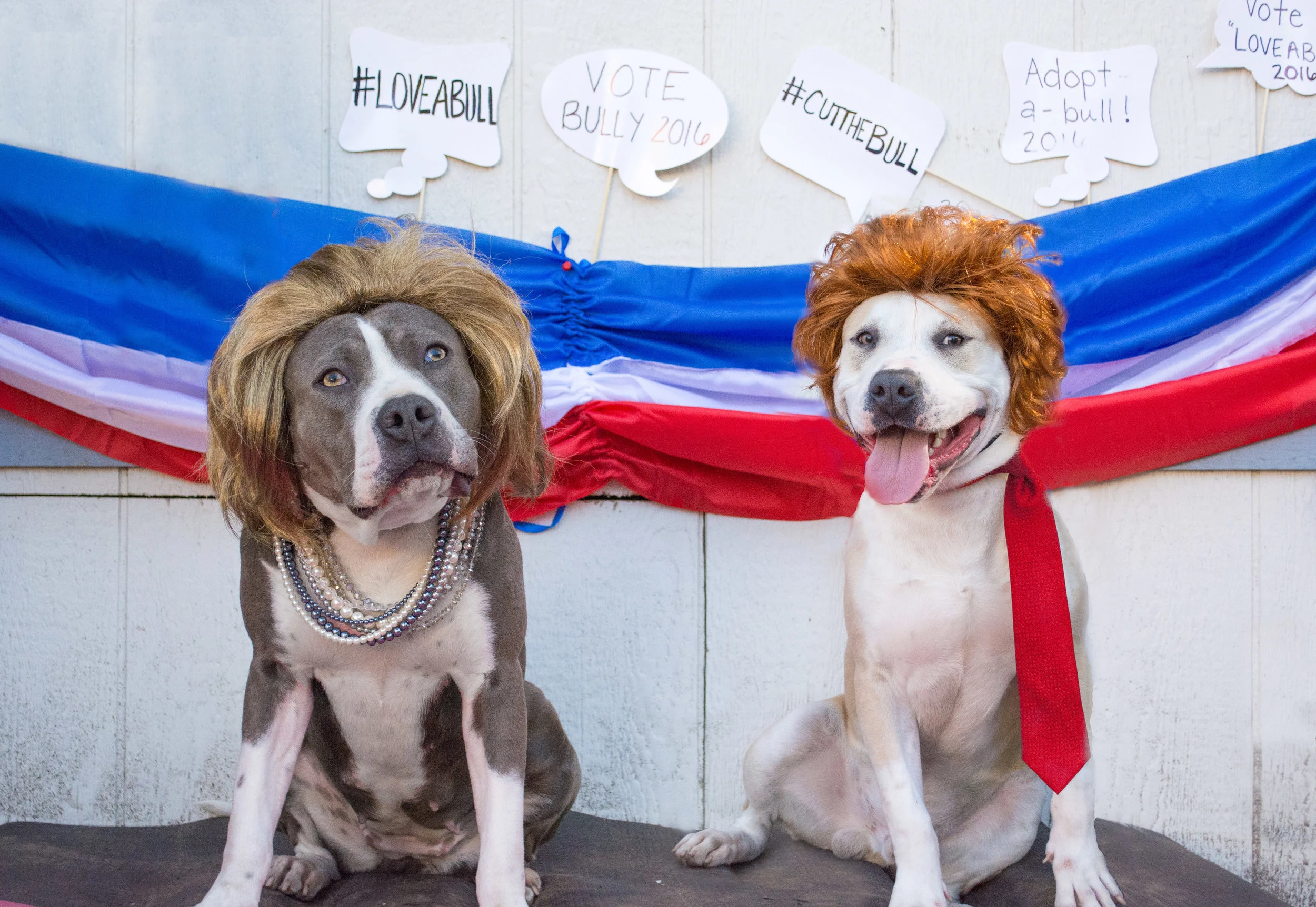 Gisele (left) and Kaiser (right) are both available for adoption at Fresno Humane. We would like to say a BIG thank you to Katie Lewis for always helping our Bullies by taking beautiful pictures that show their personality. You're the best Bully Ally & Advocate!!!