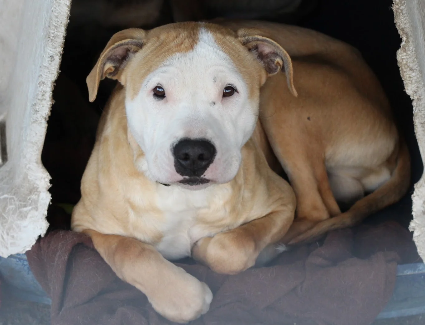 Easton Vaccine Clinic 