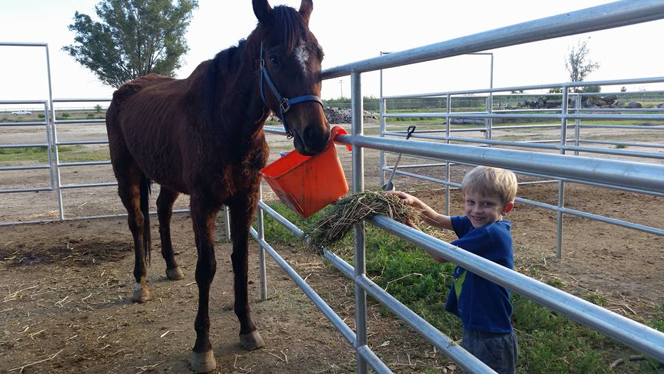 Feeding horses.jpg