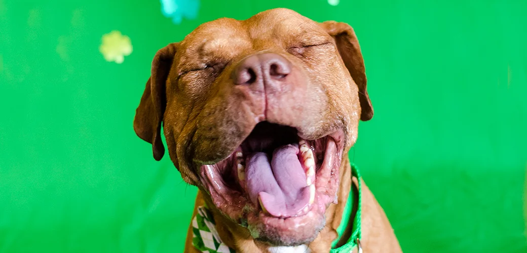 Dogs, Brews & Pawfectly Green Pictures