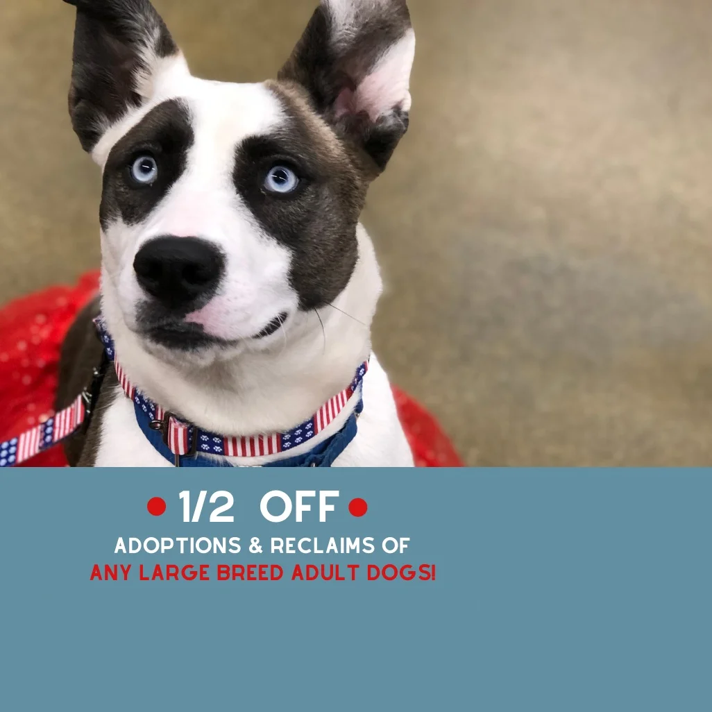 Independence Weekend Special for Adoption & Reclaims