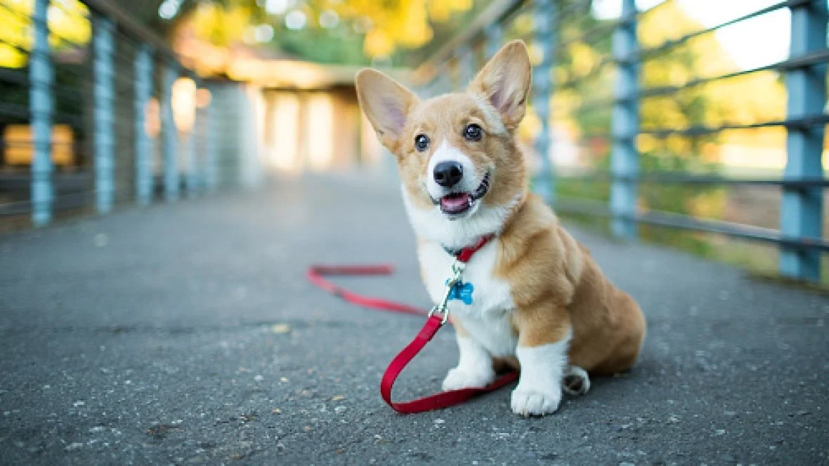 corgie.jpeg