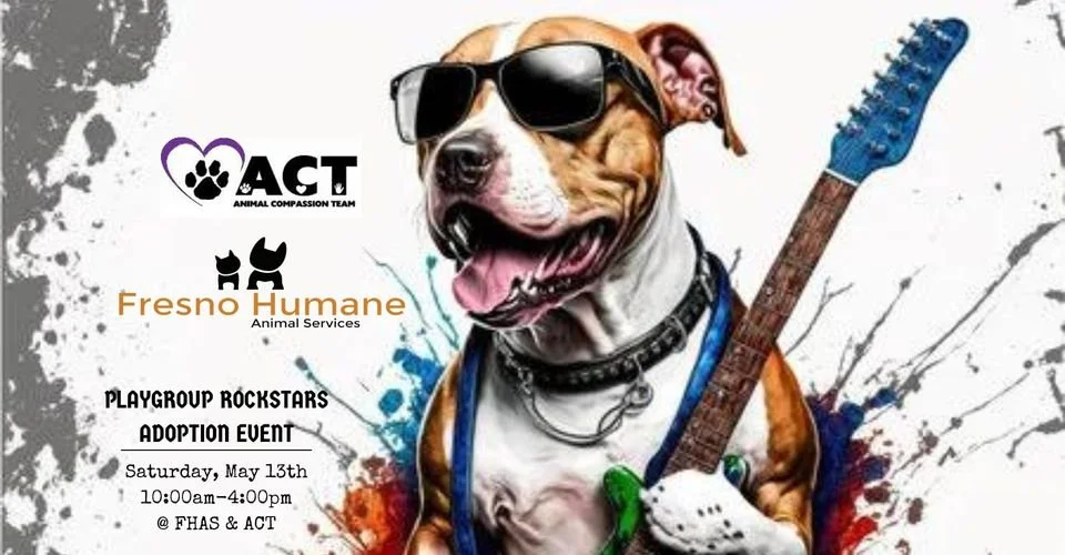 Playgroup Rockstars Adoption Event