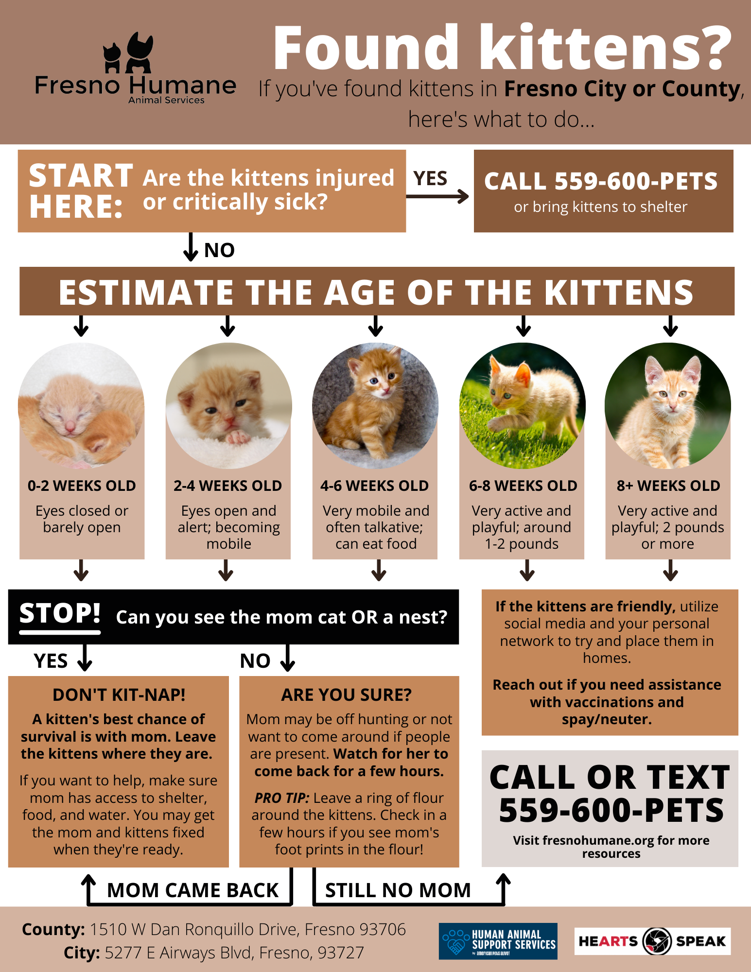 feeding chart can week old kittens drink milk