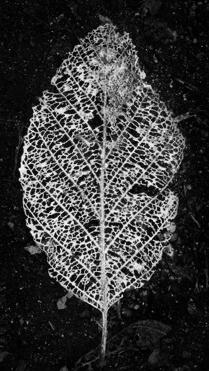 Skeletal - San Diego, CA.
