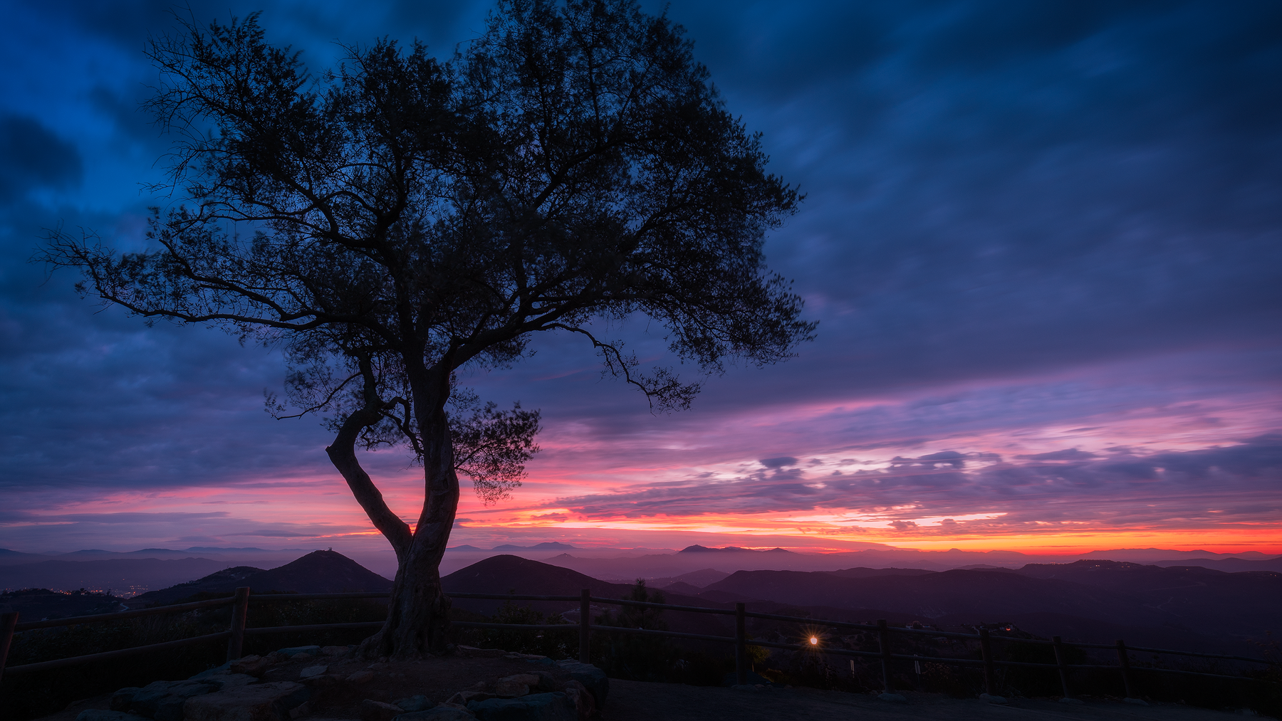 Tree of Hope at Blue Hour