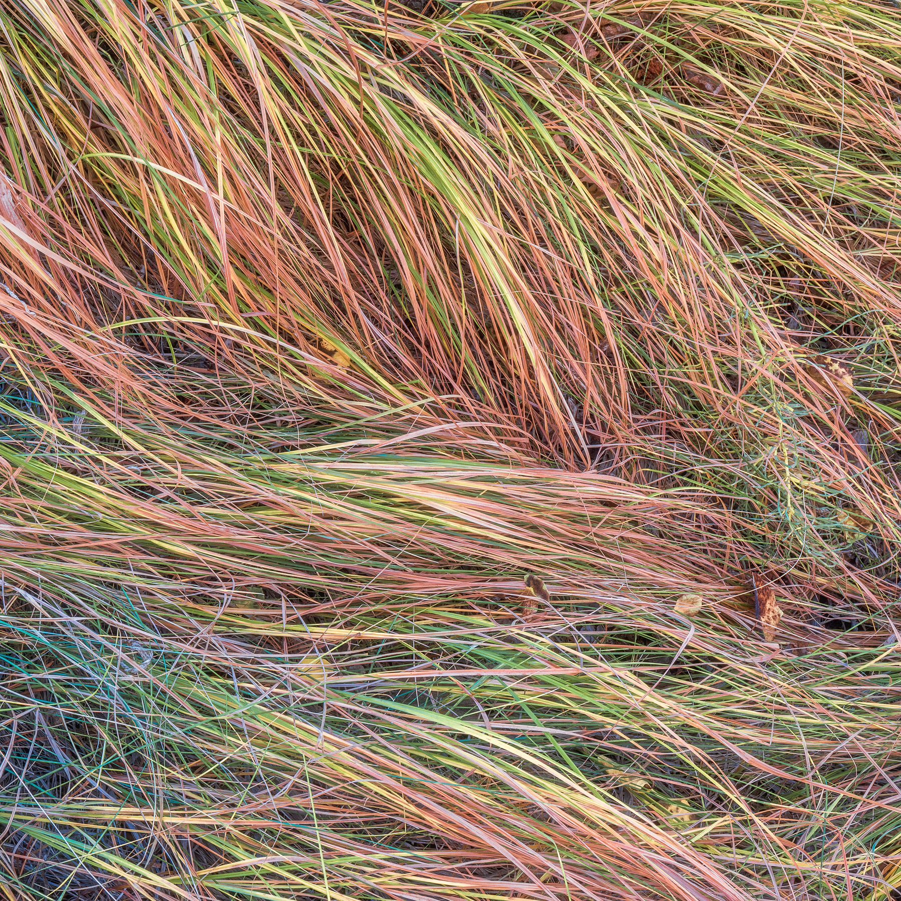 Autumn Grass