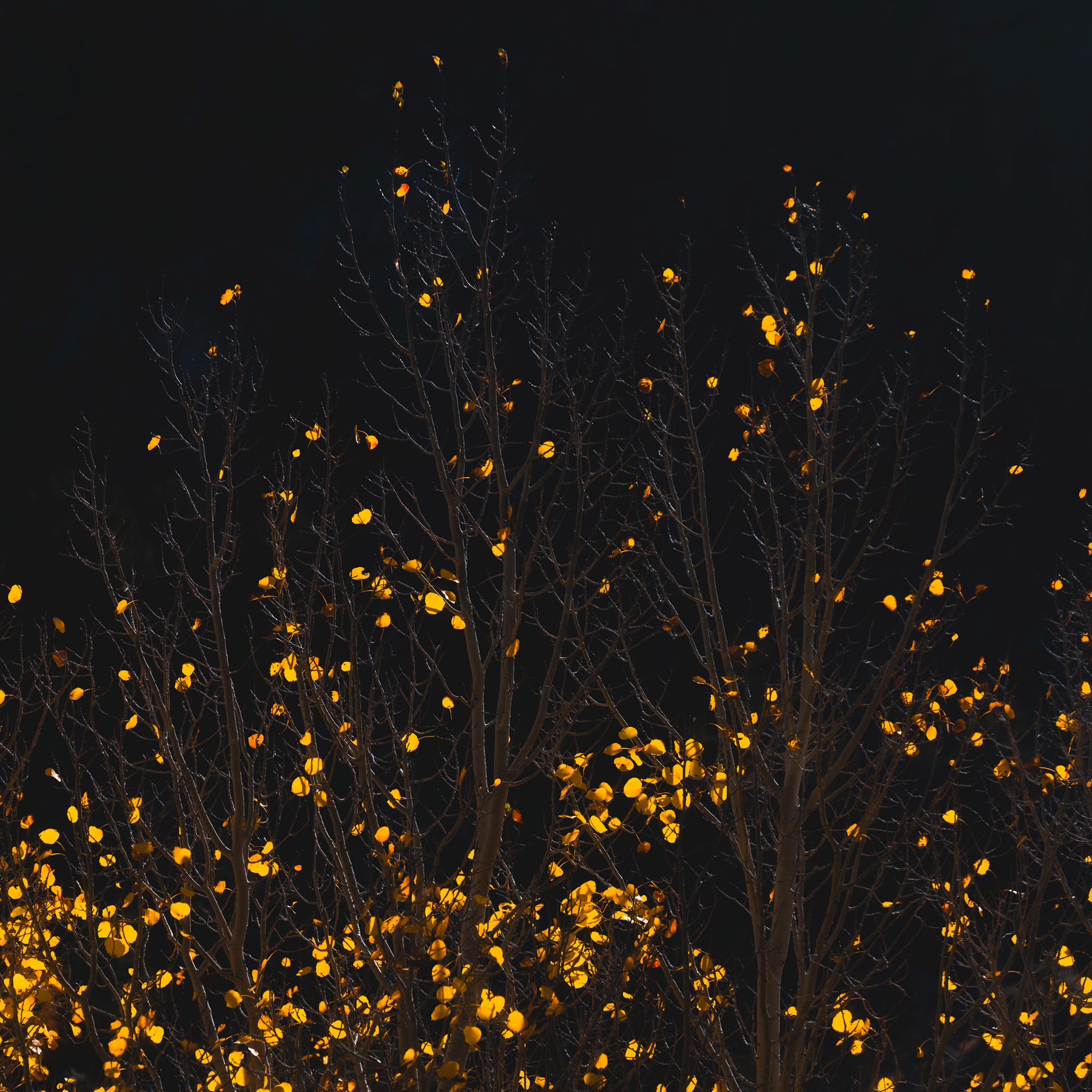 Inner Light